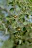 leaf and fruit